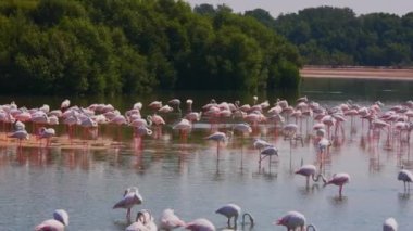 Dubai, Ras al Khor Vahşi Yaşam Sığınağı 'ndaki Gölü' ndeki Büyük Flamingo Sürüsü 'nün güzel manzarası. Kamera sağa hareket ediyor. Görüntü