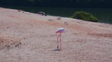 Dubai 'deki Ras al Khor Vahşi Yaşam Sığınağı' nda Gölü Önünde Güzel Pembe Flamingo Yürüyüşleri. Yavaş Hareket Görüntüsü