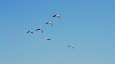 Ras al Khor Vahşi Yaşam Sığınağı 'nda Gökyüzünde Uçan Büyük Flamingolar, Dubai Kamerası Kuşlar Grubu' nu takip ediyor. Yavaş Hareket Görüntüsü