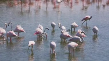 Dubai, Ras al Khor Vahşi Yaşam Sığınağı 'ndaki Gölü' ndeki Büyük Flamingo Sürüsü 'nün güzel manzarası. Yakın çekim Yavaş Hareket Sabit Çekim