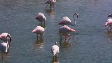 Dubai, Ras al Khor Vahşi Yaşam Sığınağı 'ndaki Gölü' ndeki Büyük Flamingo Sürüsü 'nün güzel manzarası. Yakın çekim Yavaş Çekim Görüntüsü