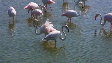 Dubai, Ras al Khor Vahşi Yaşam Sığınağı 'ndaki Gölü' ndeki Büyük Flamingo Sürüsü 'nün güzel manzarası. Yakın çekim Yavaş Çekim Görüntüsü