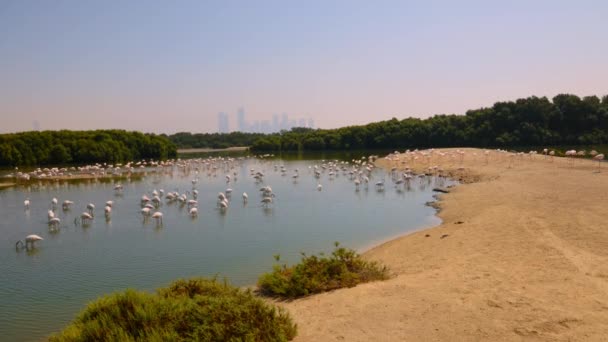 Beau Paysage Grand Troupeau Grands Flamants Roses Dans Lac Ras — Video