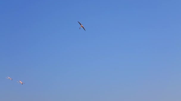 ラアス コル野生動物保護区の湖の上の空を飛ぶ大きなフラミンゴ ドバイカメラ湖の鳥の着陸の1つに続きます スローモーションショット — ストック動画