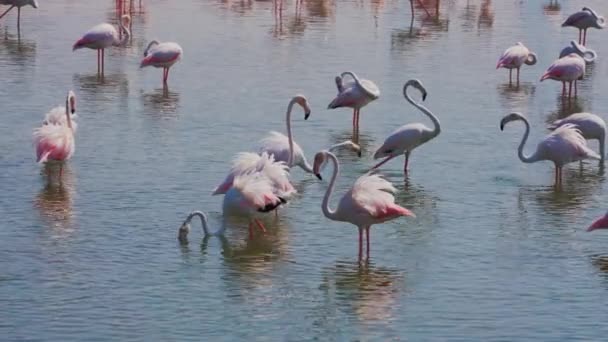 Όμορφο Τοπίο Ενός Μεγάλου Flock Της Μεγαλύτερης Flamingos Στη Λίμνη — Αρχείο Βίντεο