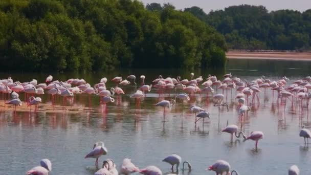 Beautiful Landscape Big Flock Greater Flamingos Lake Ras Khor Wildlife — стокове відео