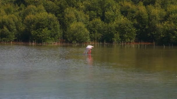 Vackra Landskap Ett Par Större Flamingos Stående Sjön Ras Khor — Stockvideo
