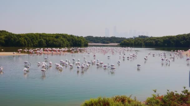 迪拜Ras Khor野生动物保护区湖中的一大群大火烈鸟的美丽景观 静态全景慢镜头 — 图库视频影像