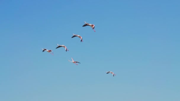 Ras Khor Vahşi Yaşam Sığınağı Nda Gökyüzünde Uçan Büyük Flamingolar — Stok video