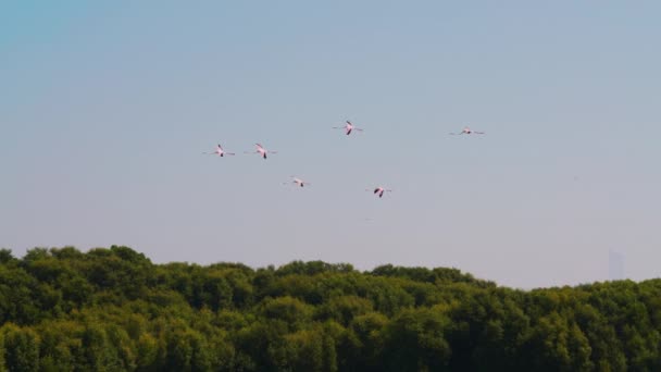 Большие Фламинго Летают Небе Над Озером Заповеднике Ras Khor Wildlife — стоковое видео