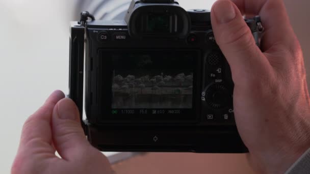 Οθόνη Της Κάμερας Καταγραφή Μεγαλύτερη Flamingos Ras Khor Καταφύγιο Άγριας — Αρχείο Βίντεο