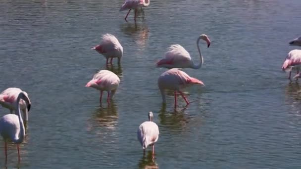 Όμορφο Τοπίο Ενός Μεγάλου Flock Της Μεγαλύτερης Flamingos Στη Λίμνη — Αρχείο Βίντεο