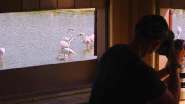 Tiro Lento Fotógrafo Tiro Flamingos Maior Ponto Observação Turística Especial — Vídeo de Stock