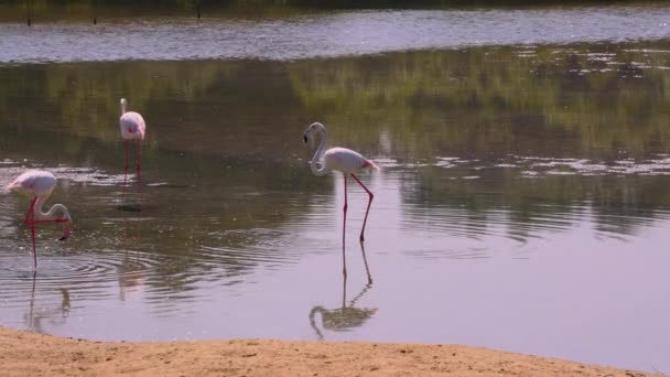 Όμορφη Μεγαλύτερη Pink Flamingos Στέκεται Στη Λίμνη Στο Ras Khor — Αρχείο Βίντεο