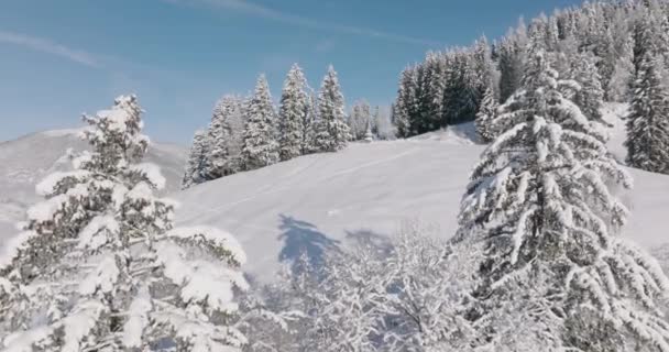 Amplio Vuelo Drones Invierno Través Árboles Montaña Kitzsteinhorn Cordillera Tauern — Vídeos de Stock