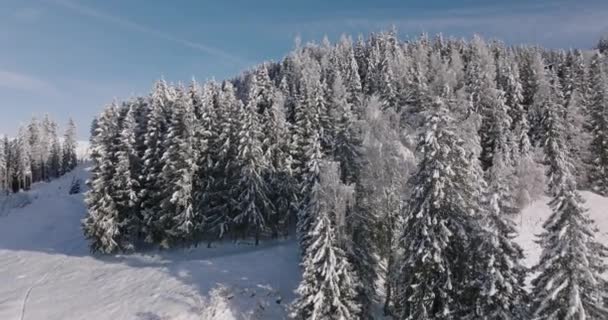 キツシュタインホーン山 高トーアンレンジ 中央東アルプス オーストリアの森の上で冬のワイドドローンフライト — ストック動画