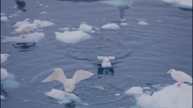 Buzlara tüneyen ve Ilulissat, Avannaata Belediyesi, Grönland açıklarında denizde yüzen martıların geniş kitli çekimleri