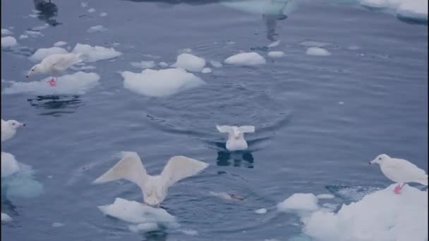 Wide Lockdown Shot Seagulls Perching Ice Swimming Sea Ilulissat Avannaata — стокове відео