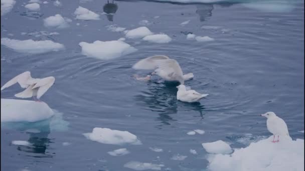 Disparo Cámara Lenta Bloqueo Amplio Gaviota Alimentándose Peces Muertos Mar — Vídeo de stock