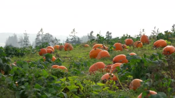Muchas Calabazas Maduras Jardín Vegetal Las Grandes Calabazas Naranjas Crecen — Vídeos de Stock