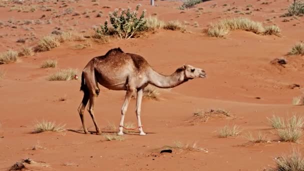 Wide Slow Motion Tracking Shot Dromedary Camel Camelus Dromedarius Desert — Stok Video