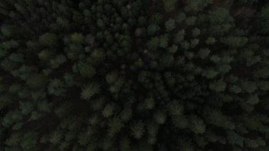 Bir sonbahar gününde Himmelbjerget Bölgesi 'ndeki Orman ile kaplı Tepelerin Üzerindeki Hava. Panoramik Top Down Vuruşu. Kamera Uzaklaşıyor