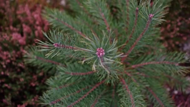 Close Small Spruce Tree Grows Pink Green Moss Lichens Top — Video Stock