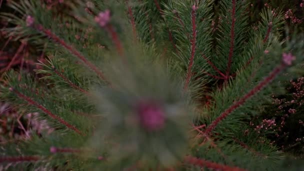 Close Small Spruce Tree Grows Pink Green Moss Lichens Top — Stock video