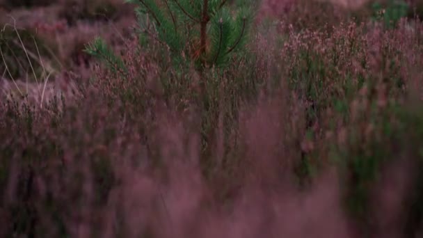 Apropierea Unui Arbore Molid Mic Crește Printre Lichens Mușchi Roz — Videoclip de stoc