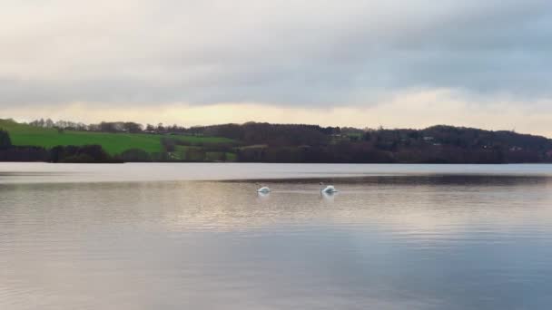 Couple White Swans Floating Lake Himmelbjerget Area Denmark Landscape Soft — Stockvideo