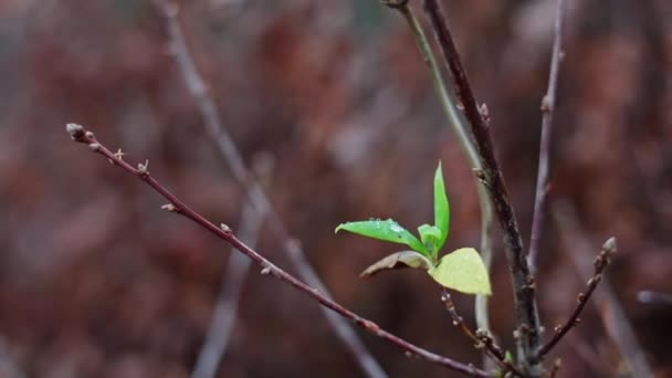 Крупный План Новоросших Зелёных Листьев Растущих Ветке Весной Боке Пэннинг — стоковое видео