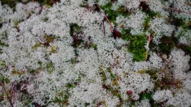 Top Down Close-up of Dense White Moss Lichens. Camera Zooms Out