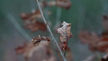 Close-up of Brown Dry Withered Oak Leaves on a Branch Swaying in the Wind. Bokeh Shot. Camera Zooms Out