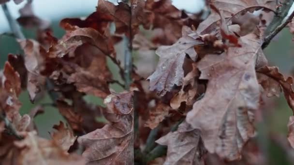 Primo Piano Brown Dry Withered Oak Leaves Swaying Wind Bokeh — Video Stock