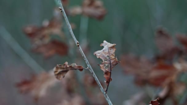 Close Brown Dry Withered Oak Leaves Branch Swaying Wind Bokeh — Stockvideo