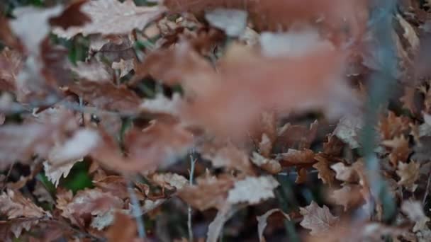 Close Brown Dry Withered Oak Leaves Swaying Wind Bokeh Shot — Stock video