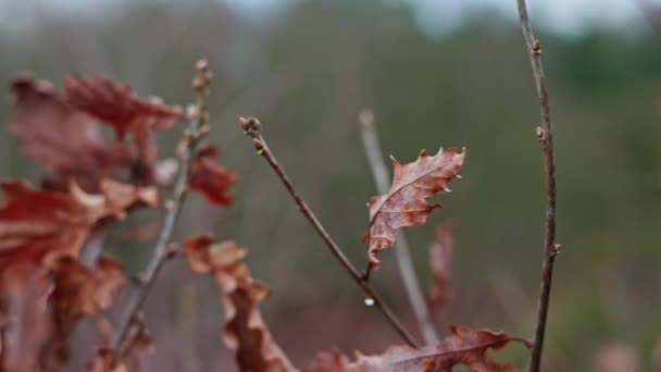 Close Brown Autumn Leaves Branches Swaying Wind Bokeh Panning Shot — Stockvideo