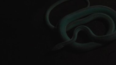 Mavi Zehirli Çukur Viper Gölge 'deki Taş Yüzey' de yatıyor. El feneri Yılan 'a çarpar ve kaybolur. Üst El bilgisayarı Çekimi