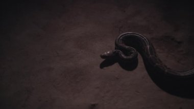 Royal Python Slowly Wriggles on the Ground of a Cave, Flicks Its Tongue and Trying to Attack. Top Down View. Handheld Shot