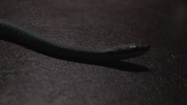 Close Blue Venomous Pit Vipers Head Face Snake Slowly Wriggles — Stockvideo