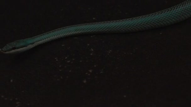Close Blue Venomous Pit Vipers Head Face Snake Slowly Wriggles — Video