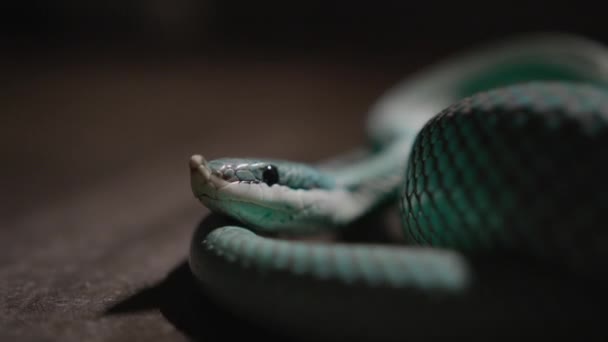 Close Blue Venomous Pit Viper Laying Front Camera Snake Shade — ストック動画