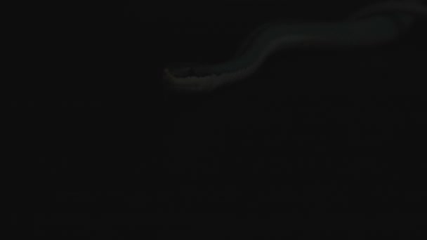Blue Venomous Pit Vipers Head Face Змія Знаходиться Тіні Кам — стокове відео