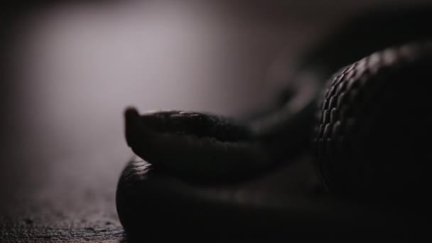 Detailní Záběr Blue Venomous Pit Viper Ležící Před Kamerou Had — Stock video