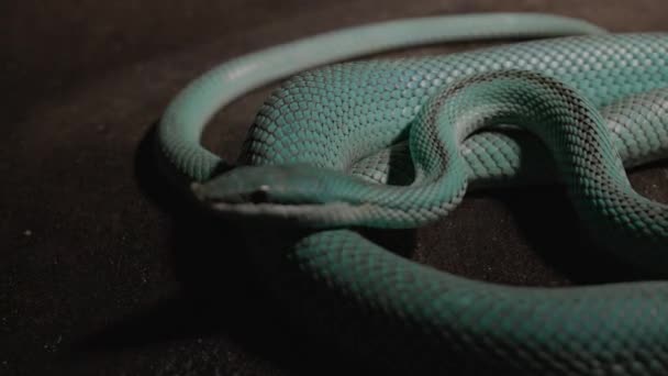 Close Blue Venomous Pit Viper Laying Front Camera Snake Shade — 비디오