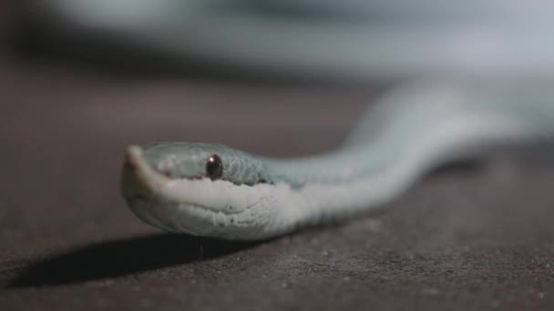 Голубые Ядовитые Змеи Голова Лицо Snake Находится Тени Каменной Поверхности — стоковое видео