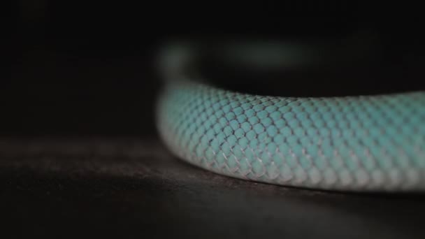Крупный План Синих Ядовитых Ядовитых Гадюк Snake Slotheby Мерцает Тени — стоковое видео