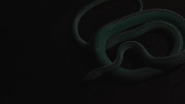 Blue Venomous Pit Viper Laying Stone Surface Shade Flashlight Light — ストック動画