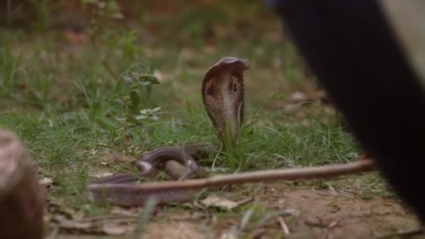 Venomous King Cobra Grass Its Hood Open Snake Charmer Touches — Stockvideo
