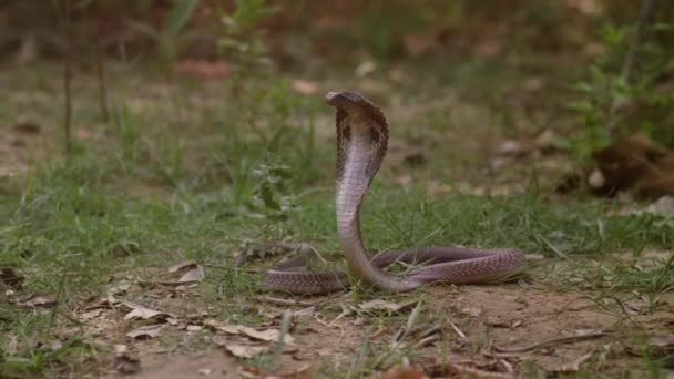 King Cobra Grass Venomous Snake Its Hood Open Slow Swaying — стокове відео